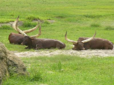 Buffles à Animal's Kingdom