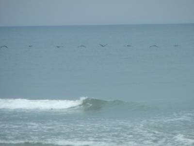 Vol d'oiseaux au dessus de l'Atlantique