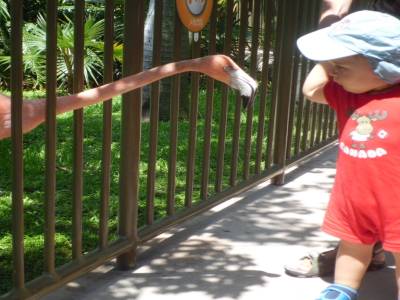 rencontre avec le flamant rose