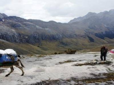 Les mules lors du trek