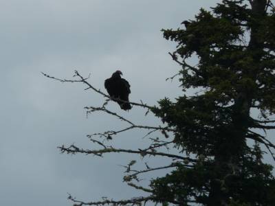 Un rapace