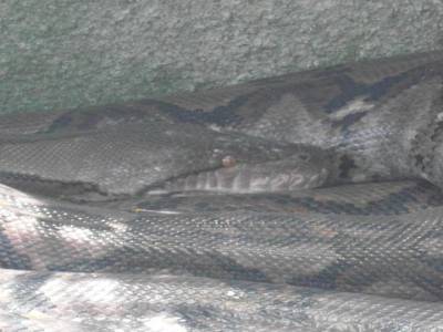le serpent du marché aux oiseaux
