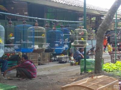 marché aux oiseaux