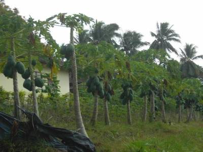 village autour de Borodubur