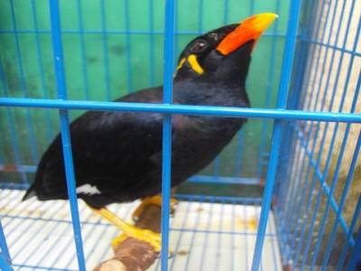 Oiseau de Bornéo, voisin trés, trés bavard !!!