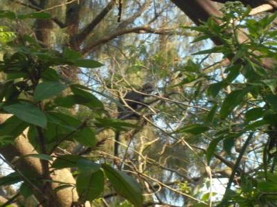 gibbon