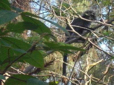 gibbon