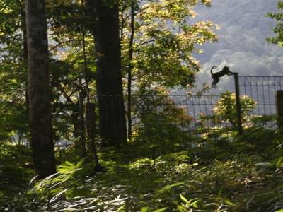 monkey