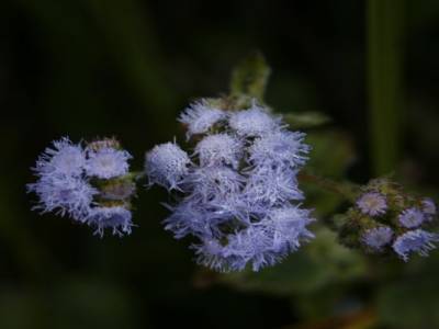 Belle belle petite fleur !!!!s