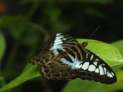 Papillon