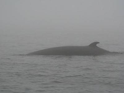 Petit rorqual