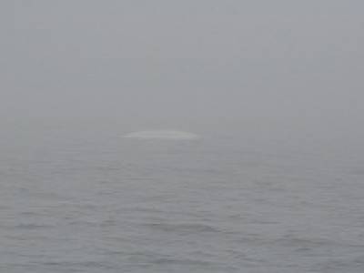 Beluga 2