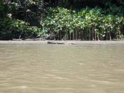 the crocodile!!!!!