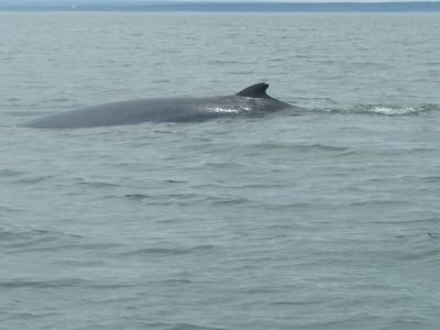 Rorqual commun à l'aileron coupé
