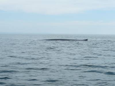Rorqual commun