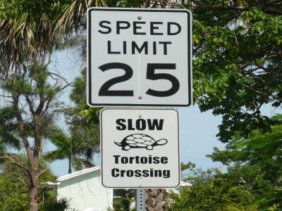 Panneau limité 25 à cause des tortues