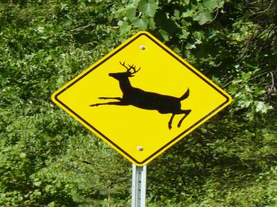 Attention aux cerfs