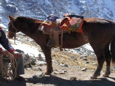 MULETIER