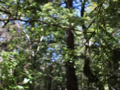 Nelson Lakes National Park