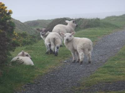 Sheep