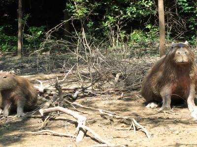 capibaras 