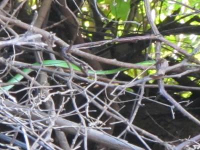 green mamba  (tue en 1 heure)