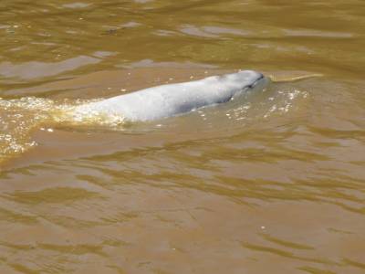 dauphin d amazonie