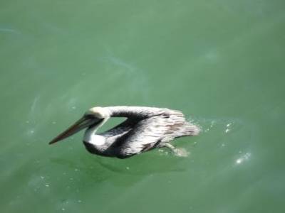 Pelican a Lobitos
