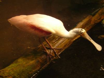 Oiseau Spatule au Biodôme de Montréal