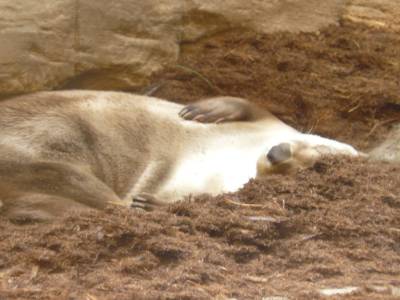 Loutre au Biodôme de Montréal