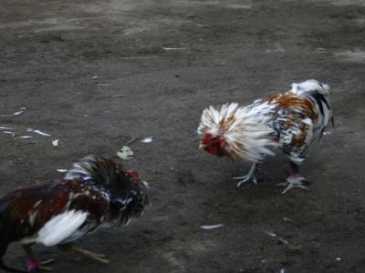 Nusa lembogan : Combat de coq