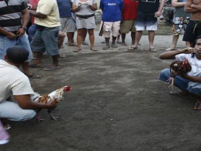 Nusa lembogan : Combat de coq