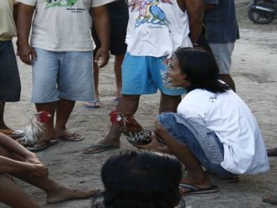 Nusa lembogan : Combat de coq