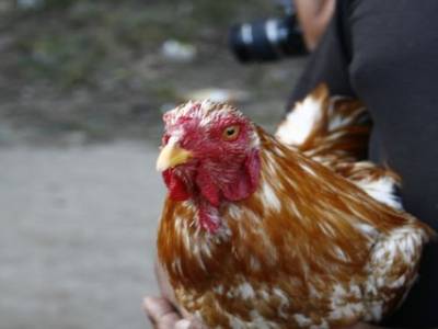 Nusa lembogan : Combat de coq