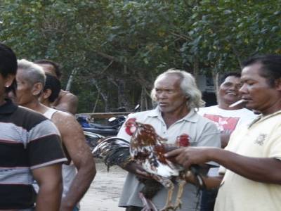 Nusa lembogan : Combat de coq