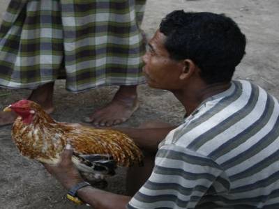 Nusa lembogan : Combat de coq