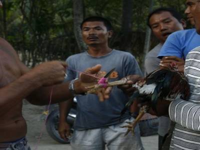 Nusa lembogan : Combat de coq