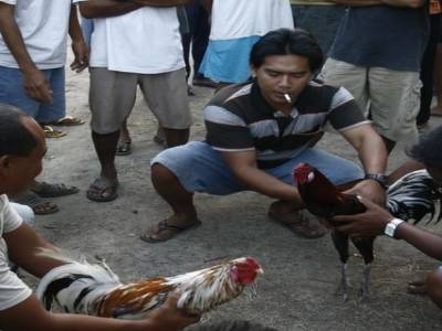 Nusa lembogan : Combat de coq
