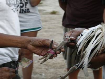 Nusa lembogan : Combat de coq