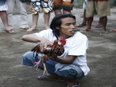 Nusa lembogan : Combat de coq