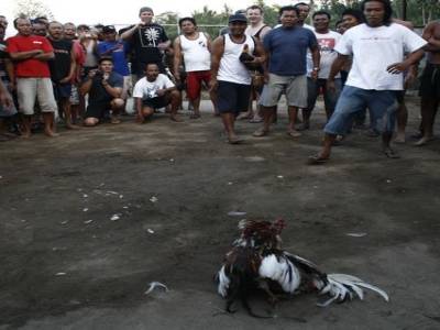 Nusa lembogan : Combat de coq