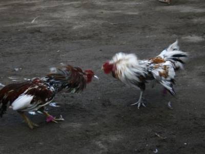 Nusa lembogan : Combat de coq