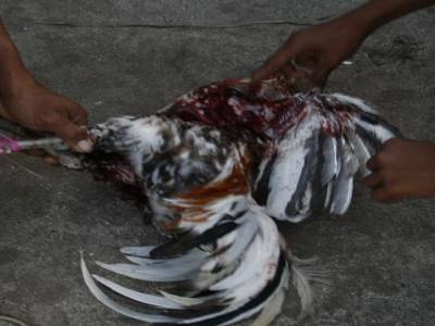 Nusa lembogan : Combat de coq