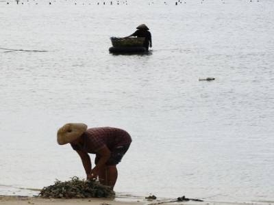 Nusa lembogan : culture d'algues