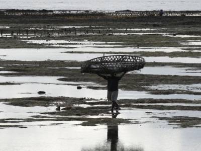 Nusa lembogan : culture d'algues