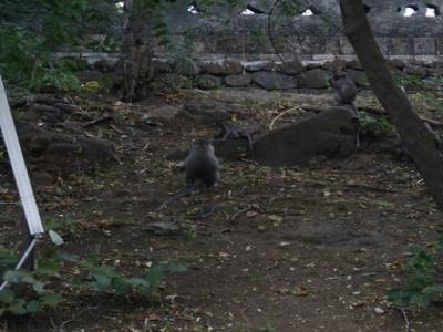 Temple des singes près de Permeturan