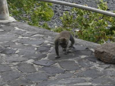 Temple des singes près de Permeturan