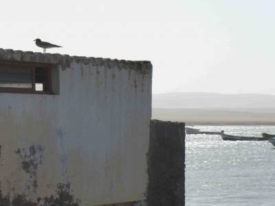 OISEAUX