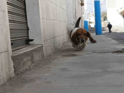 CHIEN 3
