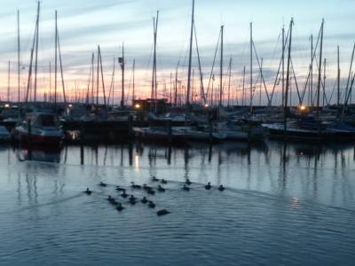 Rodskilde - marre aux canards